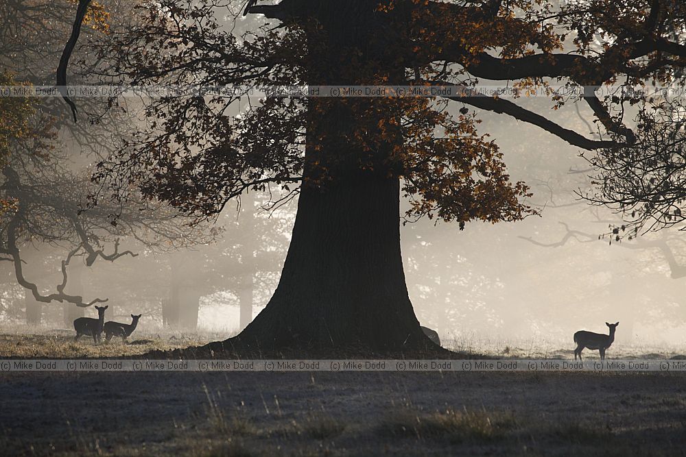 Dama dama Fallow deer