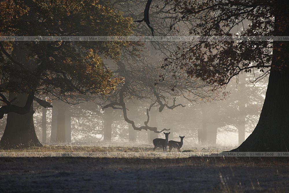 Dama dama Fallow deer