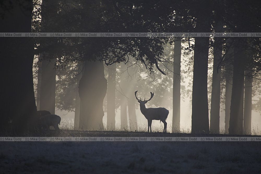 Dama dama Fallow deer