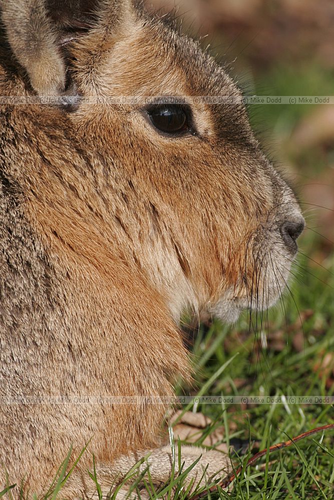 Dolichotis patagonum Patagonian mara