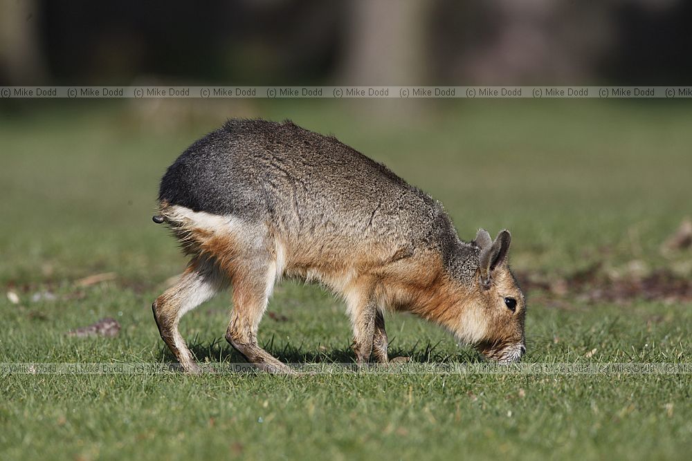 Dolichotis patagonum Patagonian mara