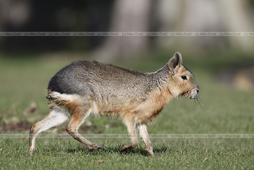 Dolichotis patagonum Patagonian mara
