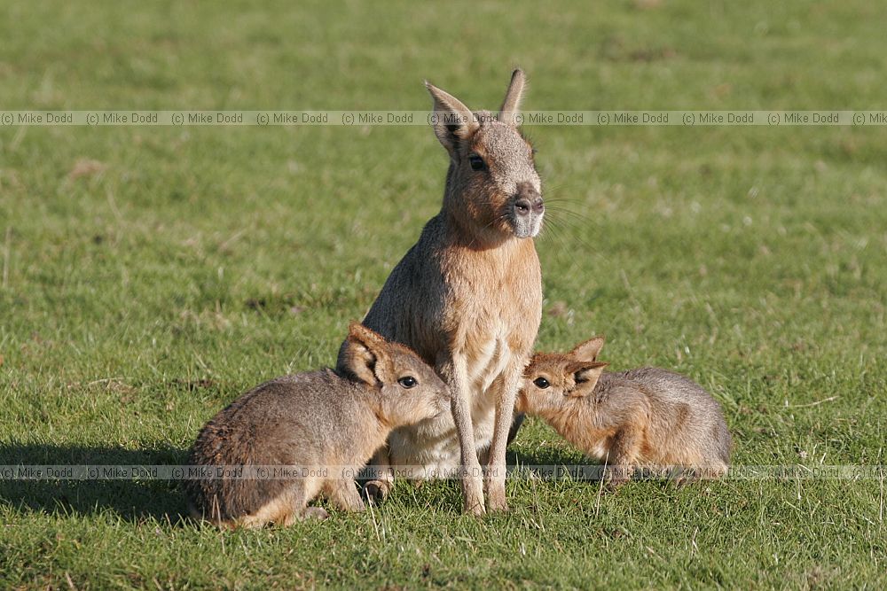 Dolichotis patagonum Patagonian mara with cubs