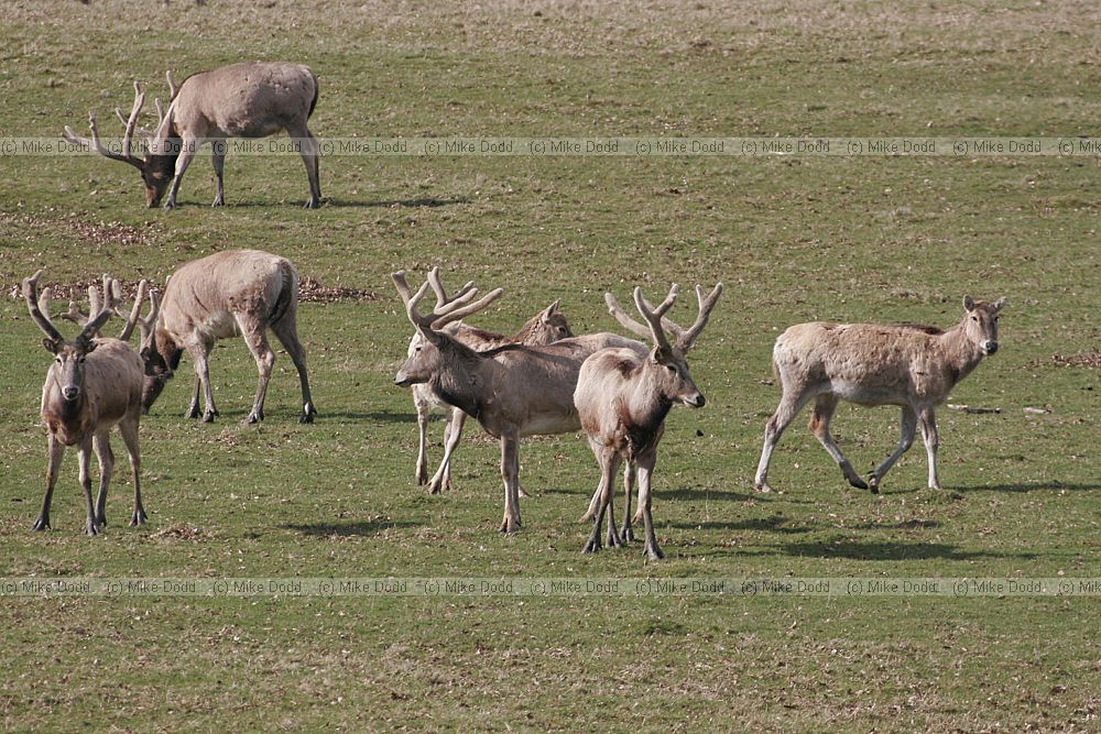 Elaphurus davidianus P�re David's deer