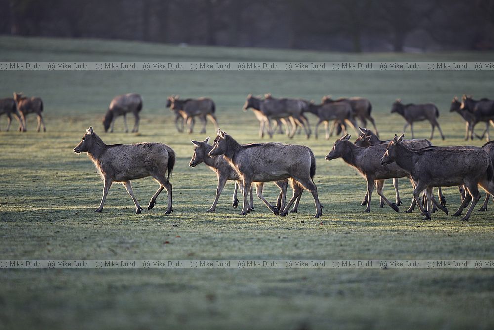Elaphurus davidianus P�re David's deer