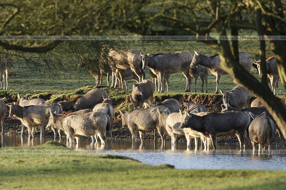 Elaphurus davidianus P�re David's deer