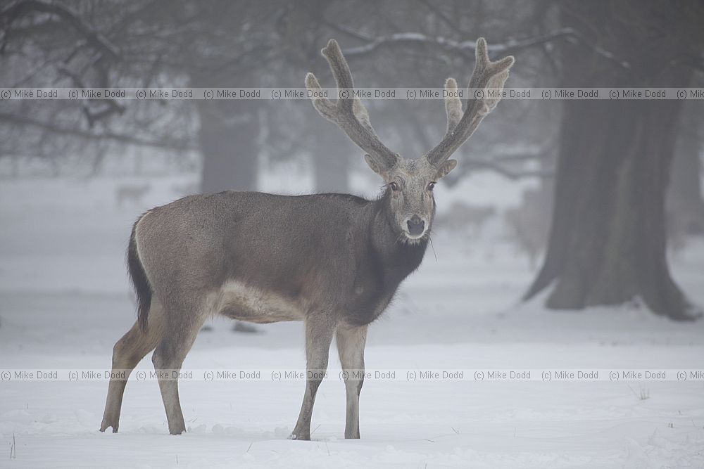 Elaphurus davidianus P�re David's deer