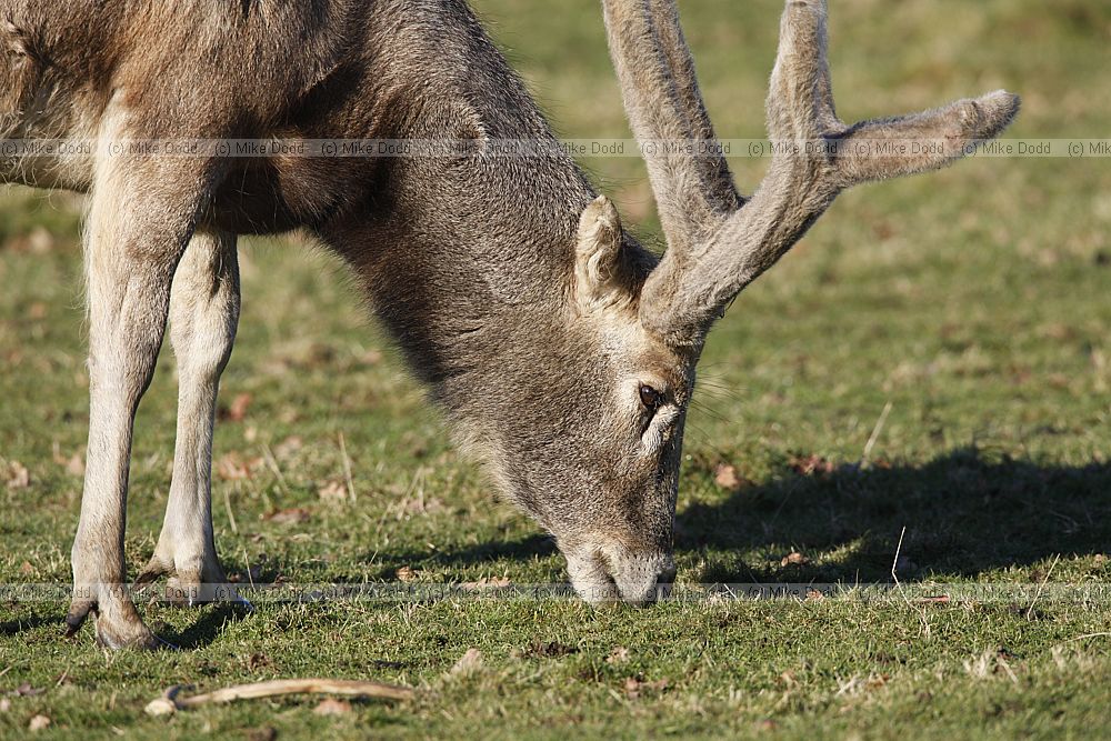 Elaphurus davidianus P�re David's deer