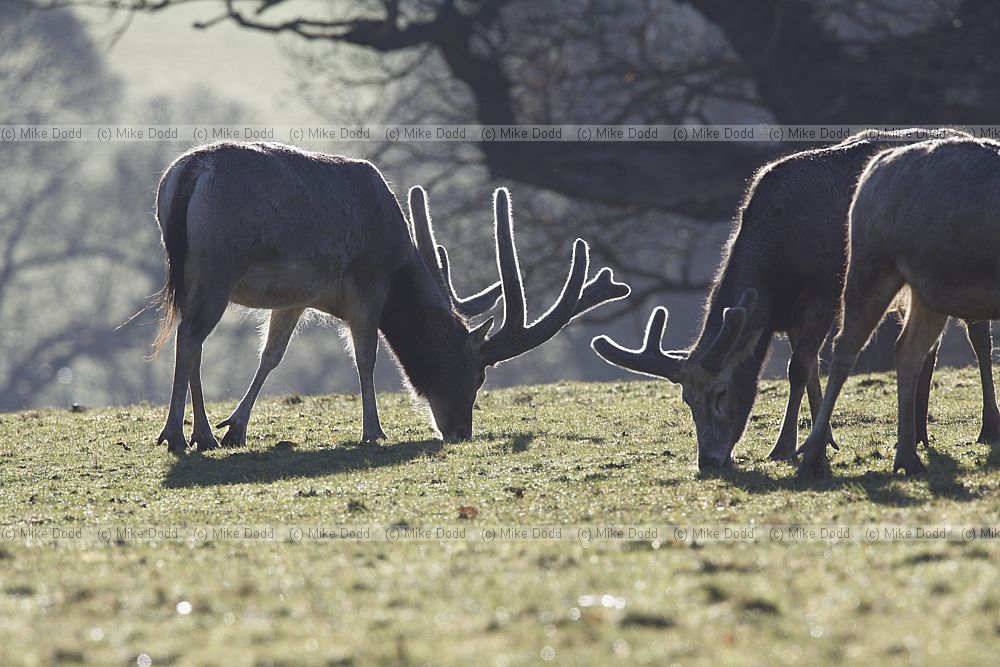 Elaphurus davidianus P�re David's deer