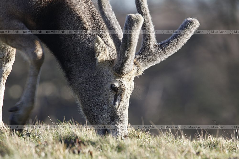 Elaphurus davidianus P�re David's deer