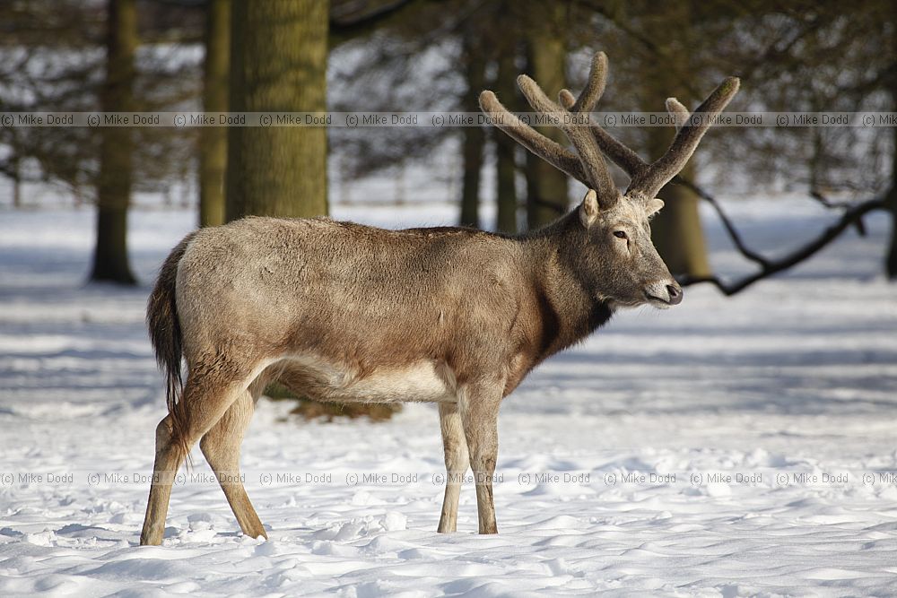 Elaphurus davidianus P�re David's deer