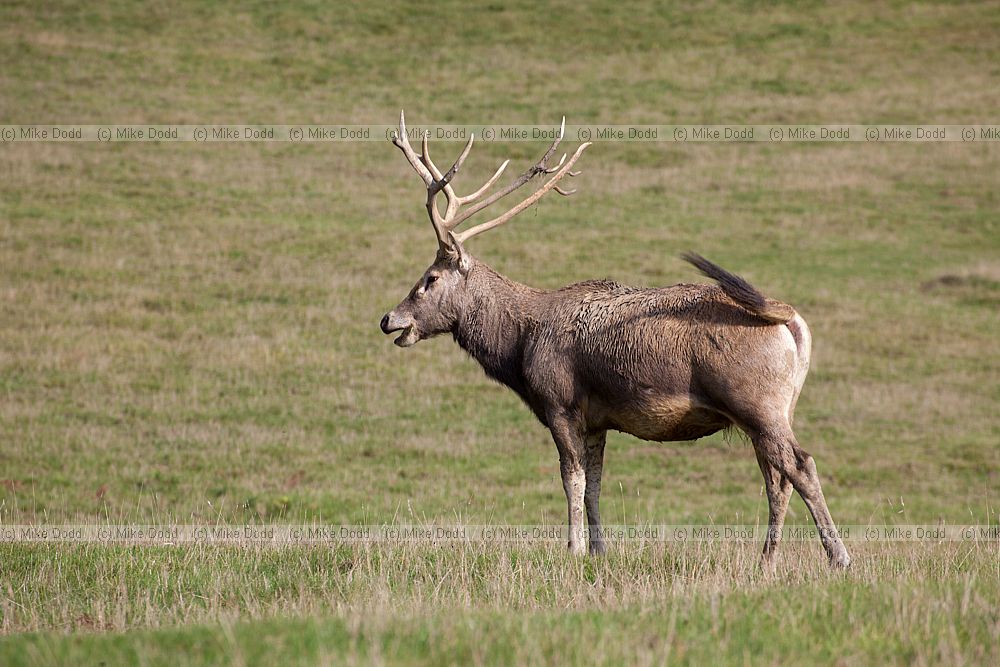 Elaphurus davidianus P�re David's deer
