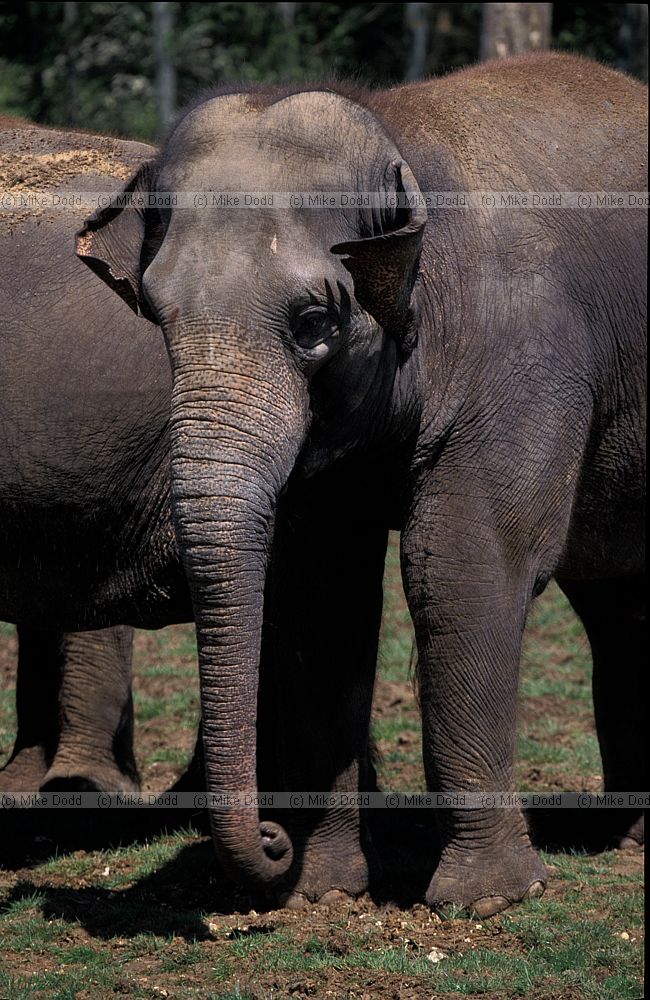 Elephas maximus Indian Elephant