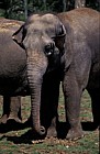 Elephas maximus Indian Elephant