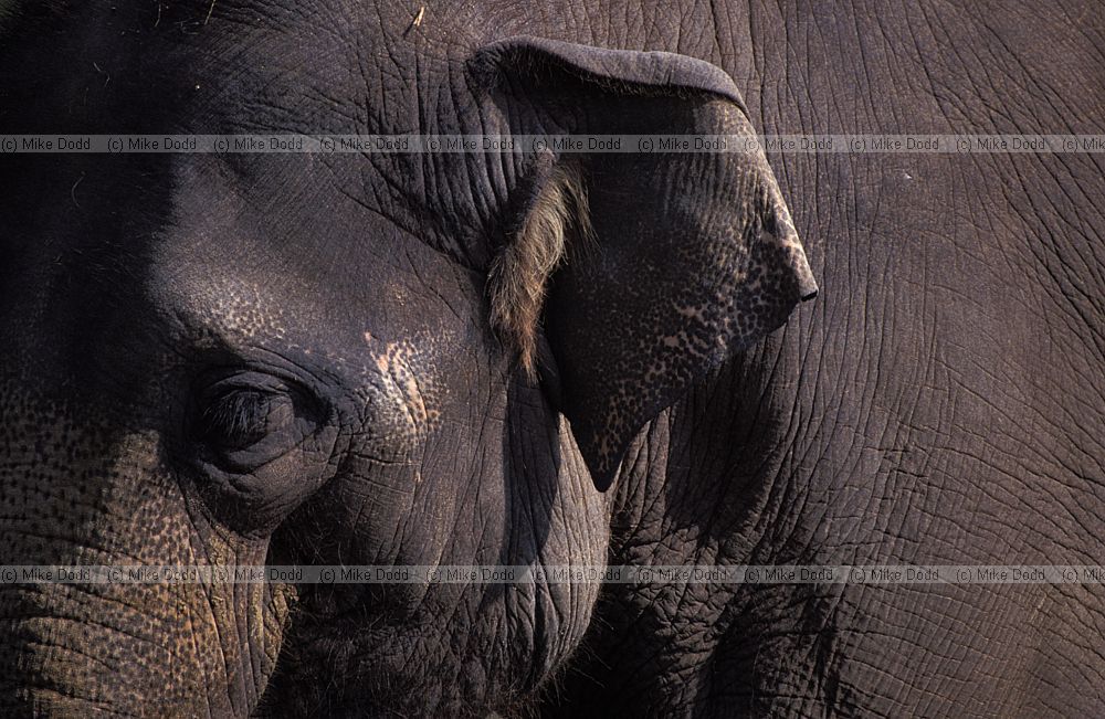 Elephas maximus Indian Elephant