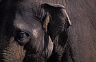 Elephas maximus Indian Elephant