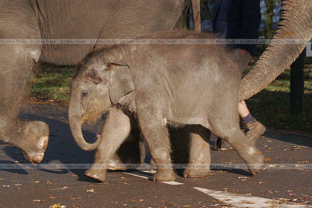 Elephas maximus Asian elephant demonstration at Whipsnade zoo