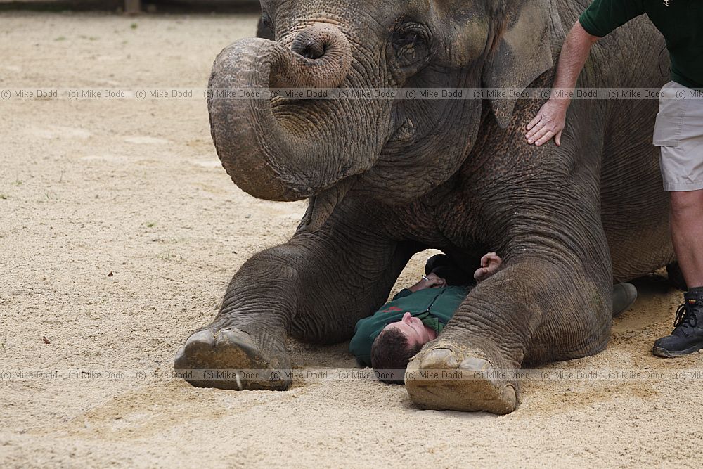 Elephas maximus Asian elephant demonstration at Whipsnade zoo