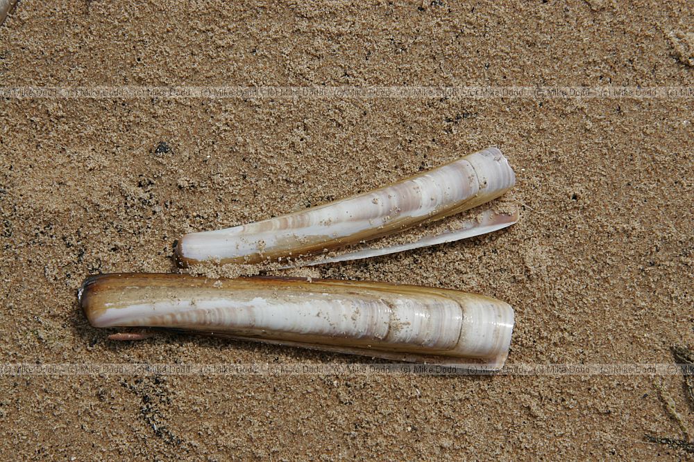 Ensis arcuatus Razor shells  on the beach