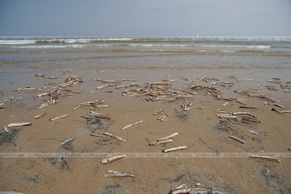Ensis arcuatus Razor shells  on the beach