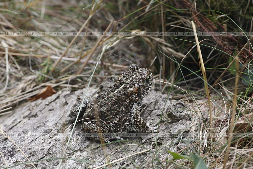 Epidalea calamita Natterjack Toad