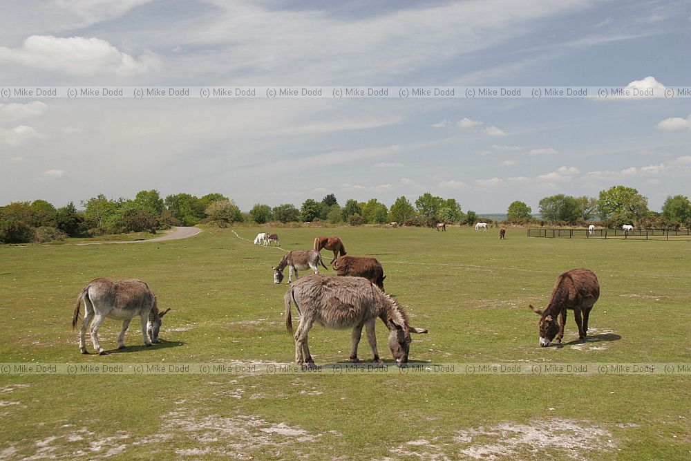 Equus africanus asinus Donkeys