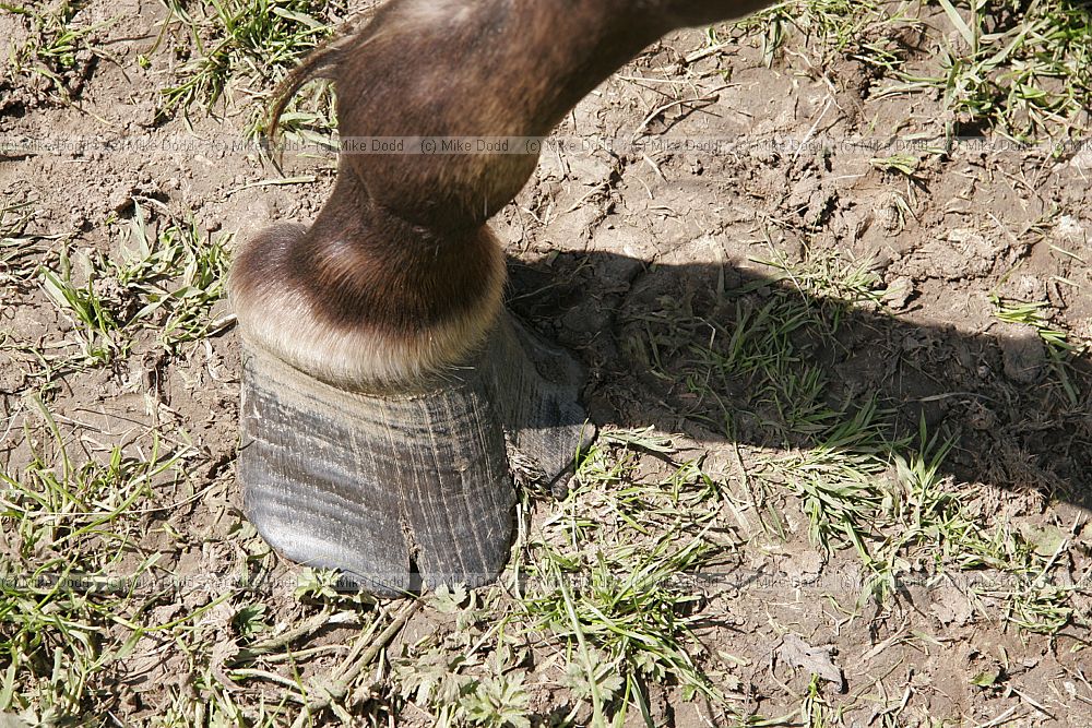Equus ferus caballus horses hoof overgrown