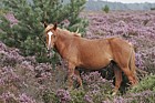 Equus ferus caballus New Forest pony in heather