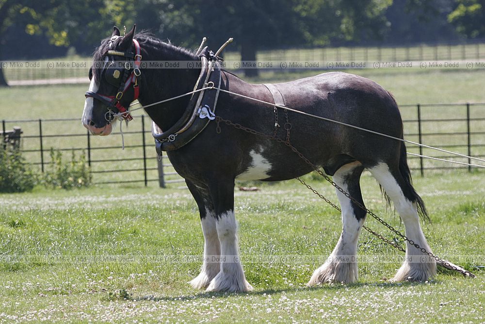Equus ferus caballus Heavy Horse