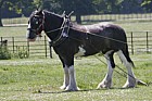 Equus ferus caballus Heavy Horse