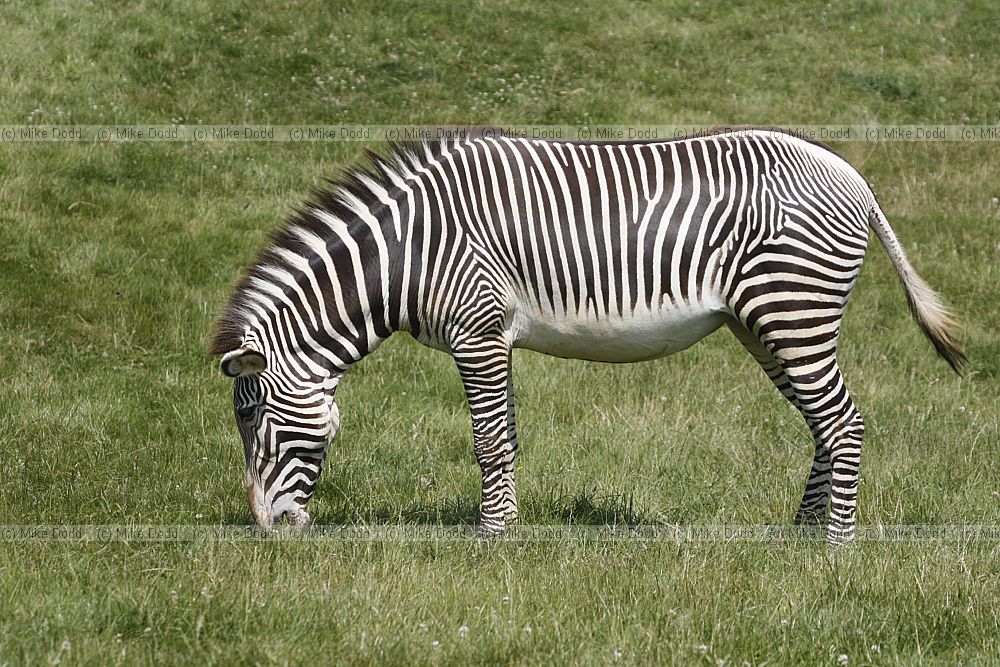 Equus grevyi Gevy's zebra