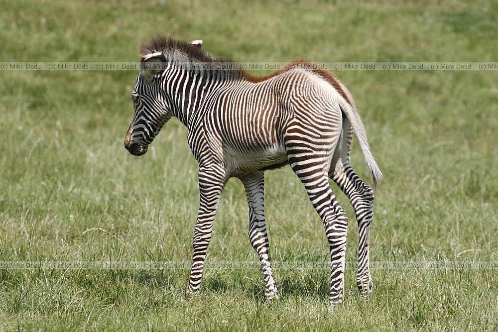 Equus grevyi Gevy's zebra