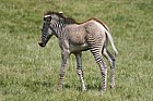 Equus grevyi Gevy's zebra