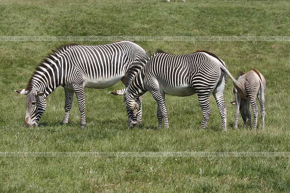 Equus grevyi Gevy's zebra