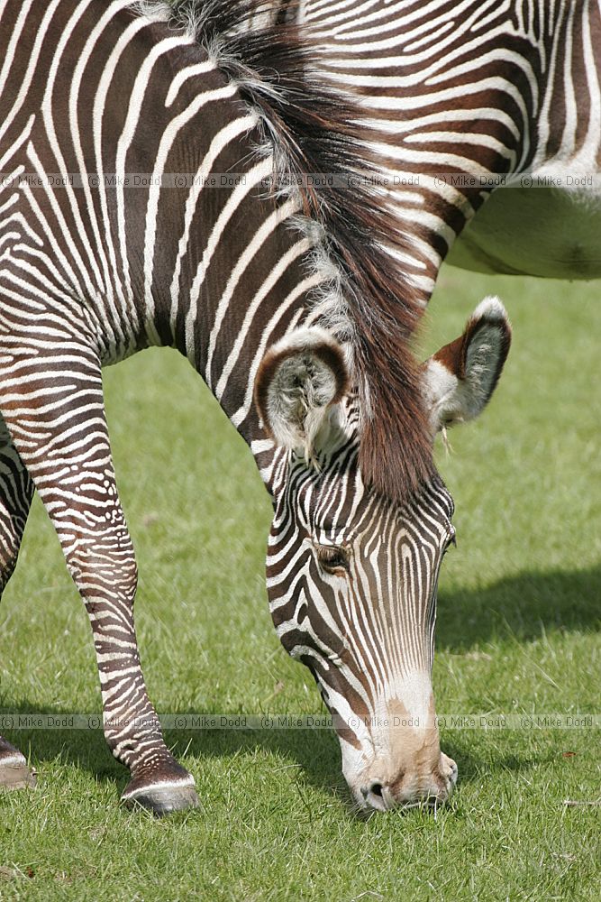 Equus grevyi Grvy's zebra