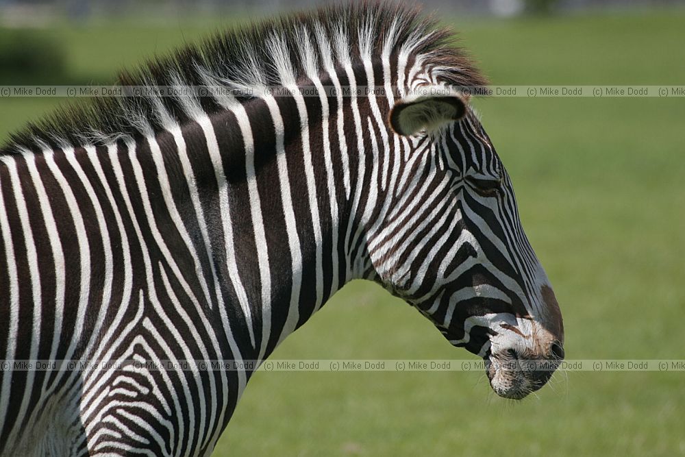 Equus grevyi Grvy's zebra