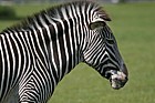 Equus grevyi Grévy's zebra