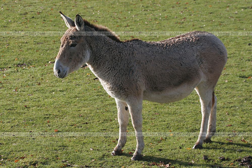 Equus hemlonus onger Onager