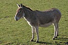 Equus hemlonus onger Onager