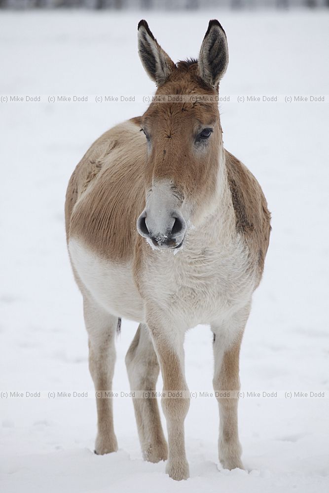 Equus hemionus onager Onager
