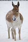 Equus hemionus onager Onager