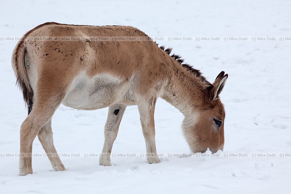Equus hemionus onager Onager