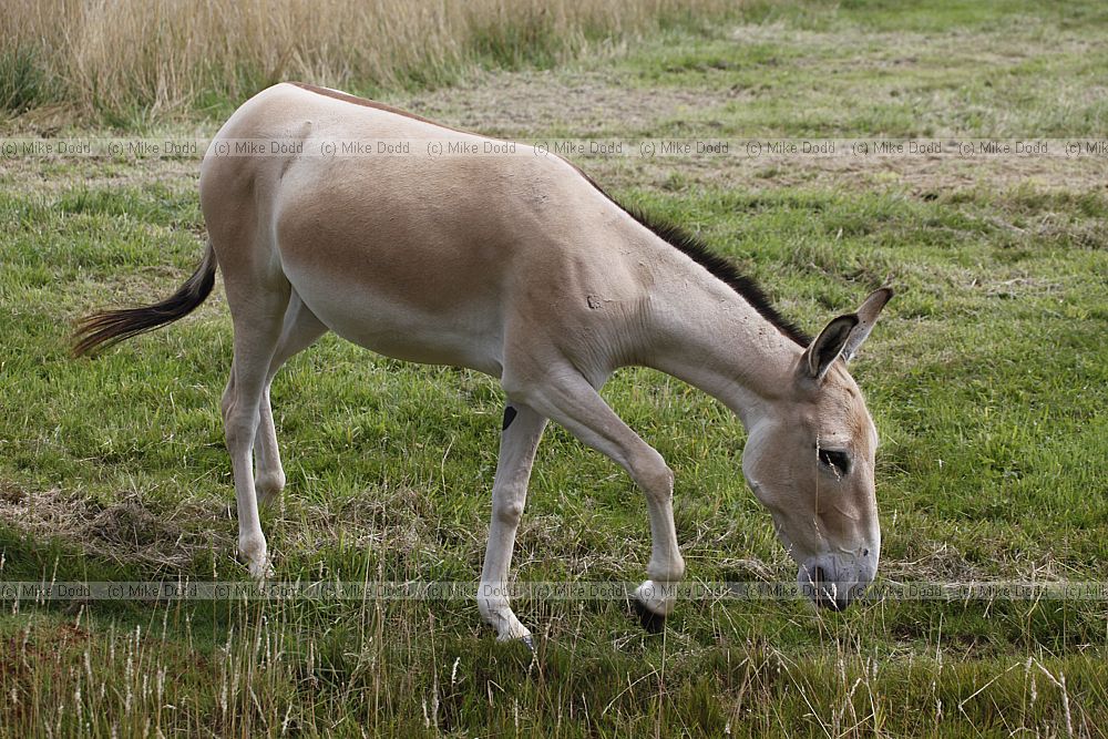 Equus hemionus onager Onager