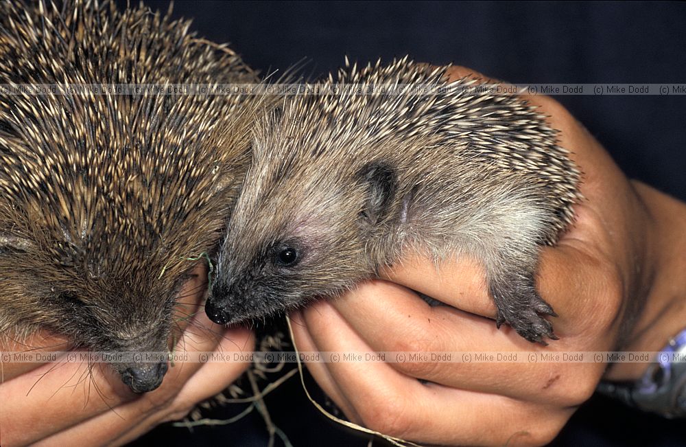 Erinaceus europaeus European hedgehog
