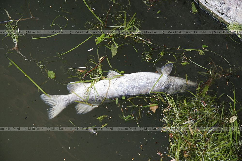 Esox lucius pike dead in river cam Cambridge city centre
