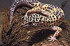 Eublepharis macularius Leopard geckos