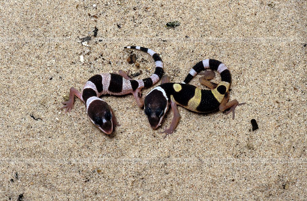 Eublepharis macularius Leopard geckos