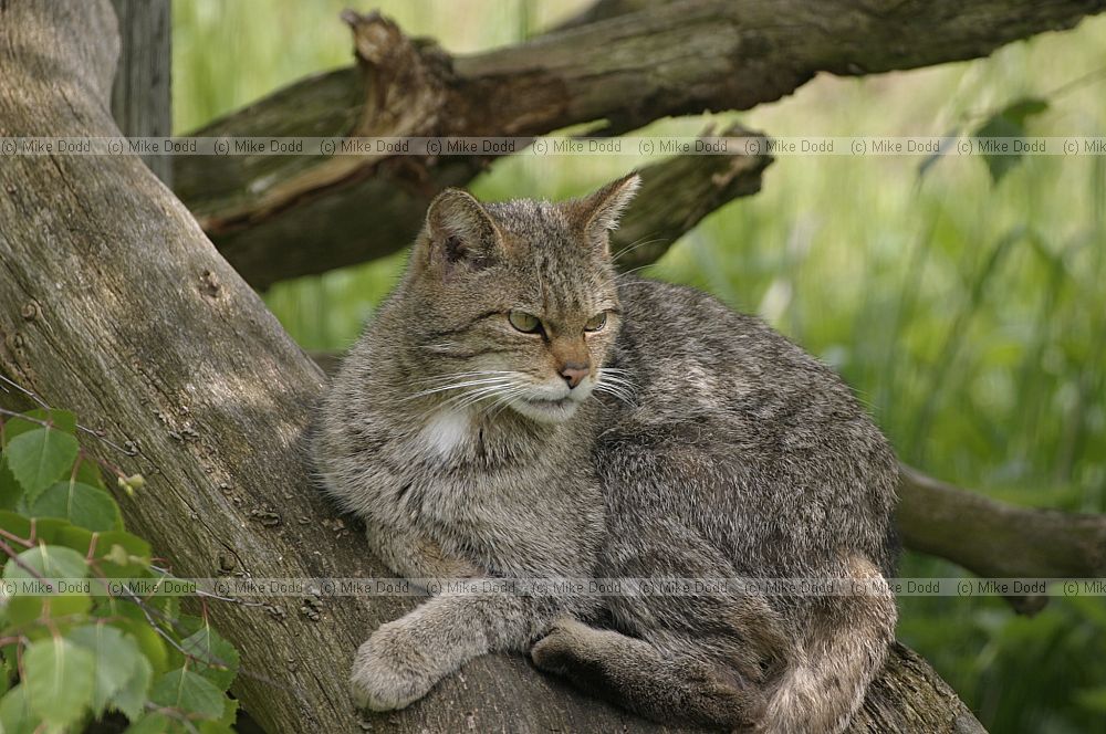 Felis silvestris grampia Scottish wildcat