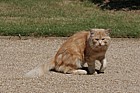 Felis sylvestris catus Cat