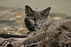 Felis sylvestris catus Cat college cat